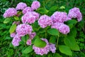 Purple and pink heads of hydrangea flowers Royalty Free Stock Photo