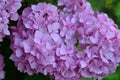 Purple and pink heads of hydrangea flowers Royalty Free Stock Photo