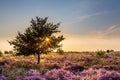 Ginkel heath Ede in bloom