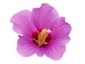 Purple pink hibiscus flower isolated on white Royalty Free Stock Photo