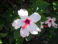 Purple and pink hibiscus on green background, tropical summer flower. Green tropical leaf. Jungle background. Tropical beach. Royalty Free Stock Photo