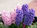 Purple and Pink Hyacinth