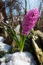 Purple pink hyacinth flower on spring stony meadow Royalty Free Stock Photo