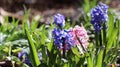 Purple and pink hyacinth flowers Royalty Free Stock Photo