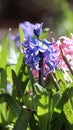 Purple and pink hyacinth flowers Royalty Free Stock Photo