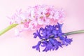 Purple and pink hyacinth flowers close-up on a pink background. Royalty Free Stock Photo