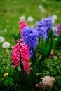Purple and pink hyacinth flowers grow in a green clearing next to dandelions. A close-up view of a flowerbed with spring Royalty Free Stock Photo