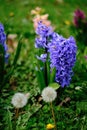 Purple and pink hyacinth flowers grow in a green clearing next to dandelions. A close-up view of a flowerbed with spring Royalty Free Stock Photo