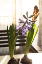 Purple and pink hyacinth flowers in sunshine close up standing on table at home. Spring blossom indoor Royalty Free Stock Photo