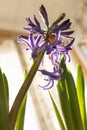 Purple and pink hyacinth flowers in sunshine close up standing on table at home. Spring blossom indoor Royalty Free Stock Photo