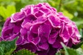 Purple or pink hydrangea flowers Royalty Free Stock Photo