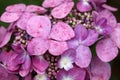 Purple-pink hydrangea flowers with water drops close-up. Royalty Free Stock Photo