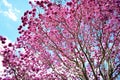 Purple Pink Ipe Tree Cupe Royalty Free Stock Photo