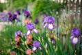 Purple and pink iris flowers growing in a spring garden Royalty Free Stock Photo