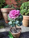 Purple-pink Kale exotic garden flower in bloom