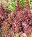 Lactuca sativa plants. Royalty Free Stock Photo