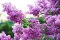 Purple and pink lilac bushes in the park. Royalty Free Stock Photo