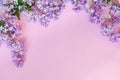 Lilac on pink background Royalty Free Stock Photo