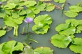 Purple and Pink lotus flower in nature it is beautiful.