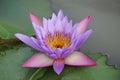 Purple-pink lotus flowers are blooming in the pool. The back has a beautiful green lotus leaf