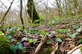 Purple and pink lungwort (Pulmonaria officinalis) Royalty Free Stock Photo