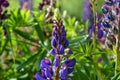 Purple and pink lupin bunch Royalty Free Stock Photo