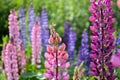 Purple and pink lupin bunch .. Royalty Free Stock Photo