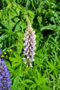 Purple and pink lupin bunch garden plants Royalty Free Stock Photo