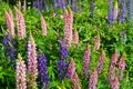 Purple and pink lupin bunch Spring flowers close-up Royalty Free Stock Photo