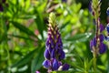 Purple and pink lupin bunch Summer period Royalty Free Stock Photo