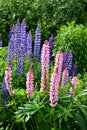 Purple and pink lupin bunch Summer period Royalty Free Stock Photo