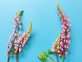 Purple and pink lupin flowers on blue background. Space for your text or product. Floral flatlay, top view