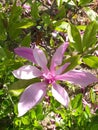 Purple pink magnolie flowers! Royalty Free Stock Photo