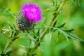 Milk Thistle Flower