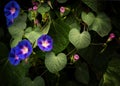 Purple and pink morning glories growing profusely Royalty Free Stock Photo