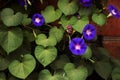 Purple and pink morning glories growing profusely Royalty Free Stock Photo