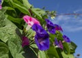 Purple and Pink Morning Glory Flowers Royalty Free Stock Photo