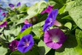 Purple and Pink Morning Glory Flowers Royalty Free Stock Photo