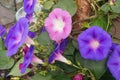 Purple and pink morning glory after rain Royalty Free Stock Photo