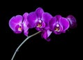 Purple-pink moth orchid on black background Royalty Free Stock Photo