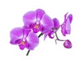 Purple-pink moth orchid on white background Royalty Free Stock Photo