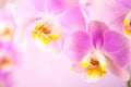 Purple ,pink orchid flowers on pink background Royalty Free Stock Photo