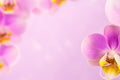 Purple ,pink orchid flowers on pink background with copy space Royalty Free Stock Photo