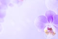 Purple ,pink orchid flowers on pink background with copy space Royalty Free Stock Photo