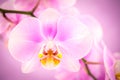 Purple ,pink orchid flowers on pink background with copy space Royalty Free Stock Photo