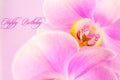 Purple ,pink orchid flowers on pink background with copy space Royalty Free Stock Photo