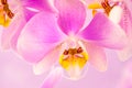 Purple ,pink orchid flowers on pink background with copy space Royalty Free Stock Photo