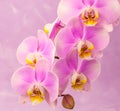 Purple ,pink orchid flowers on pink background with copy space Royalty Free Stock Photo