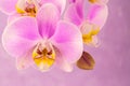 Purple ,pink orchid flowers on pink background with copy space Royalty Free Stock Photo