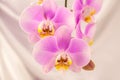Purple ,pink orchid flowers on pink background with copy space Royalty Free Stock Photo